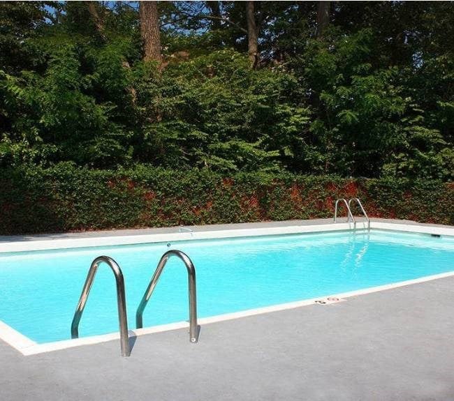 A small pool surrounded by trees and bushes.