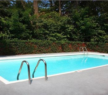 A small pool surrounded by trees and bushes.