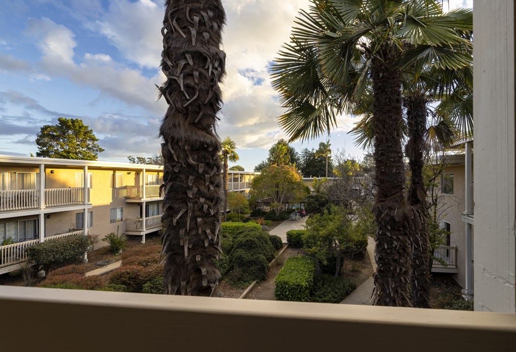 the view from our balcony of our palm trees and our apartment buildings
