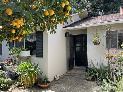 A lemon tree is hanging over a house.