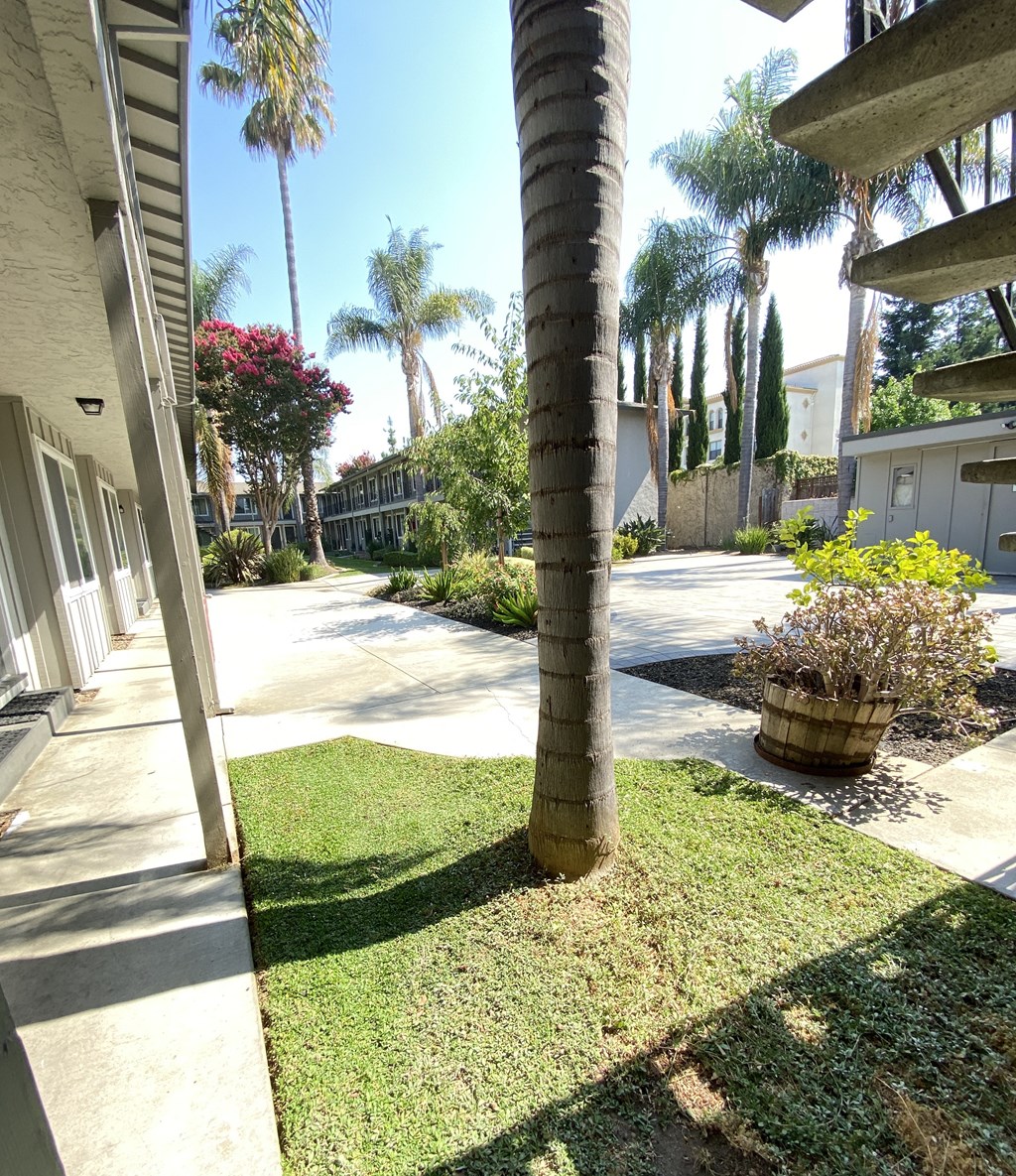 a palm tree in the yard of a house