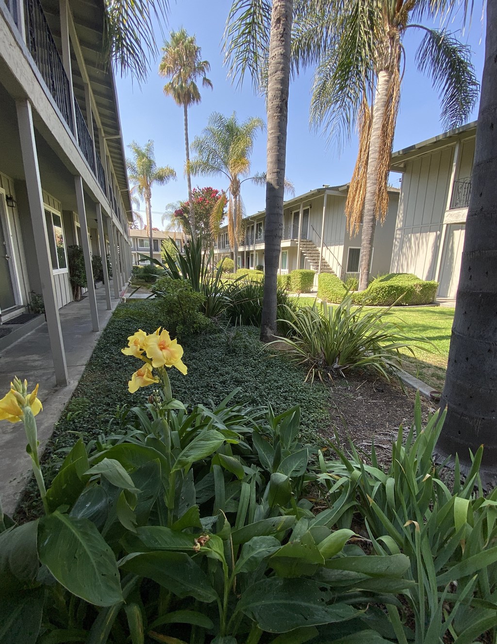a courtyard with flowers and palm trees