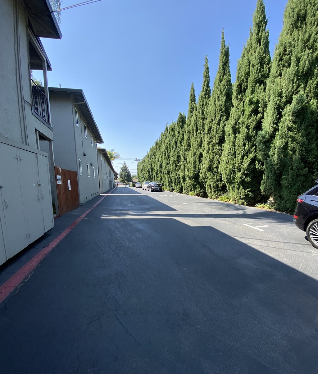 a street with trees on both sides and a clear blue sky