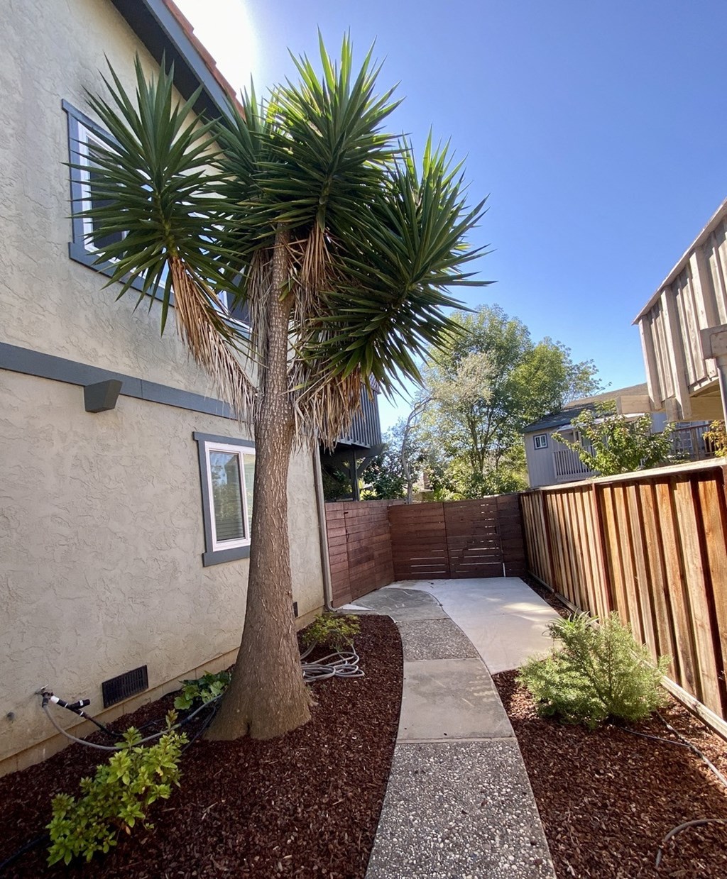 2090 -2092 Penasquitas Drive, Aptos, CA 95003 palm tree located in the back of the property