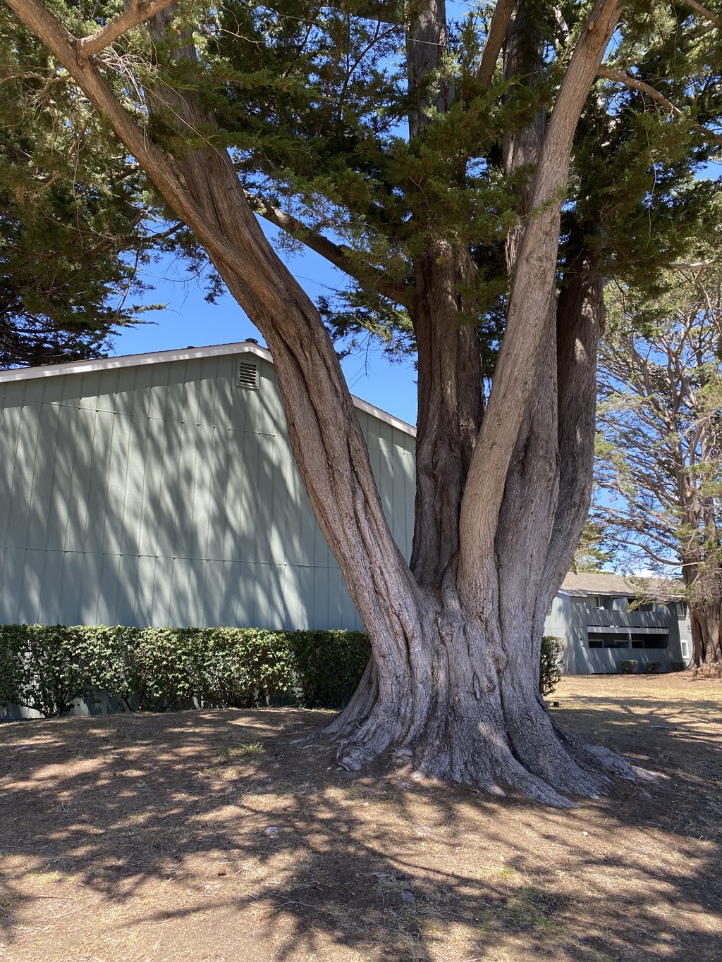 a large tree in front of a building