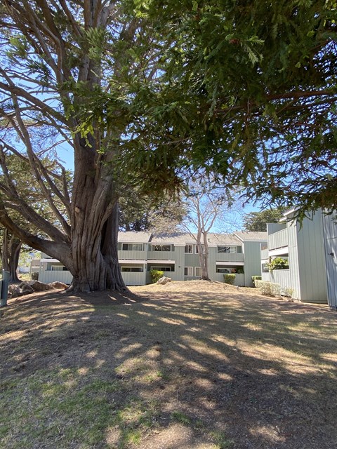 a large tree in front of a building