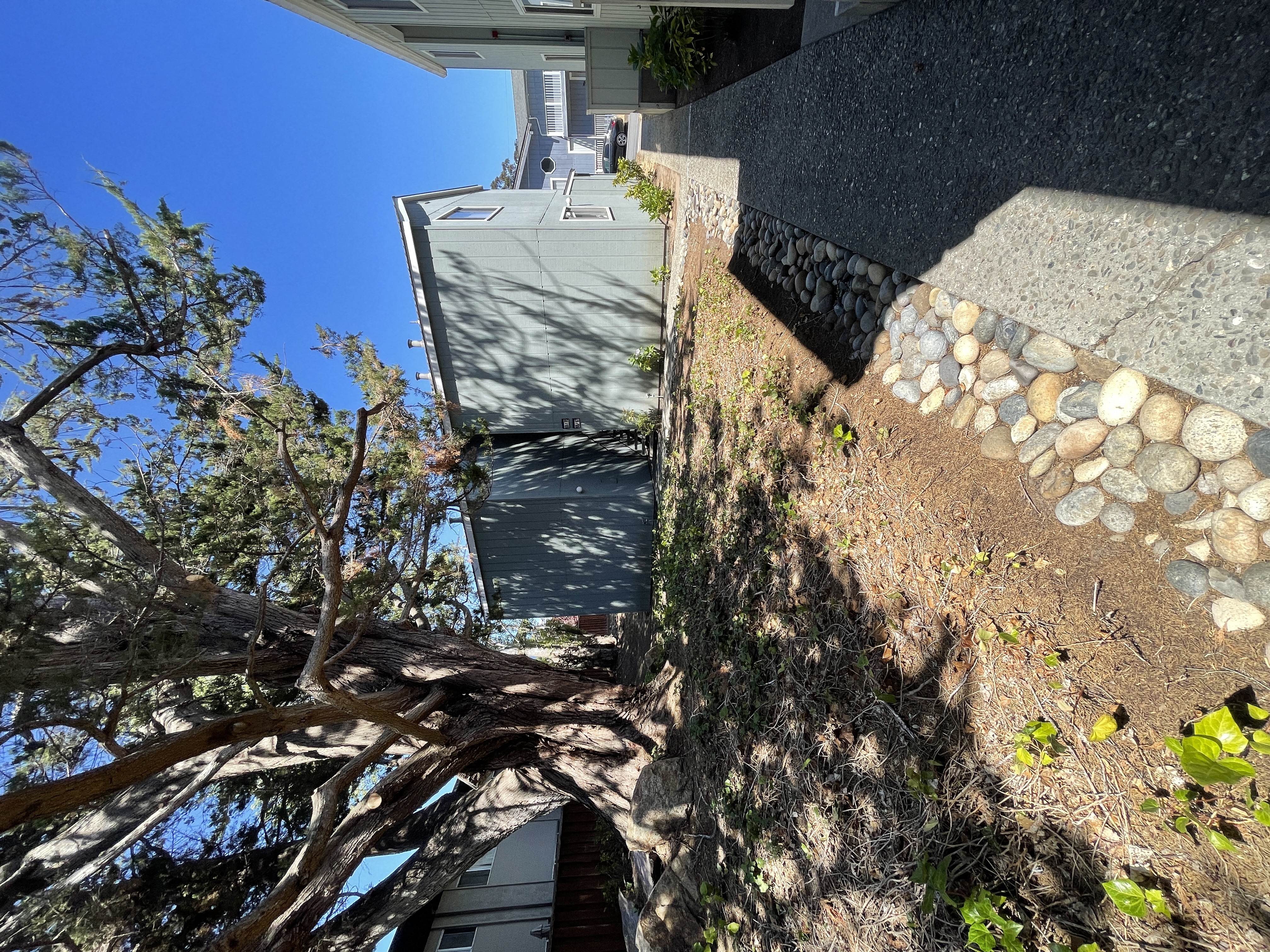 a tree that has fallen on the side of a house