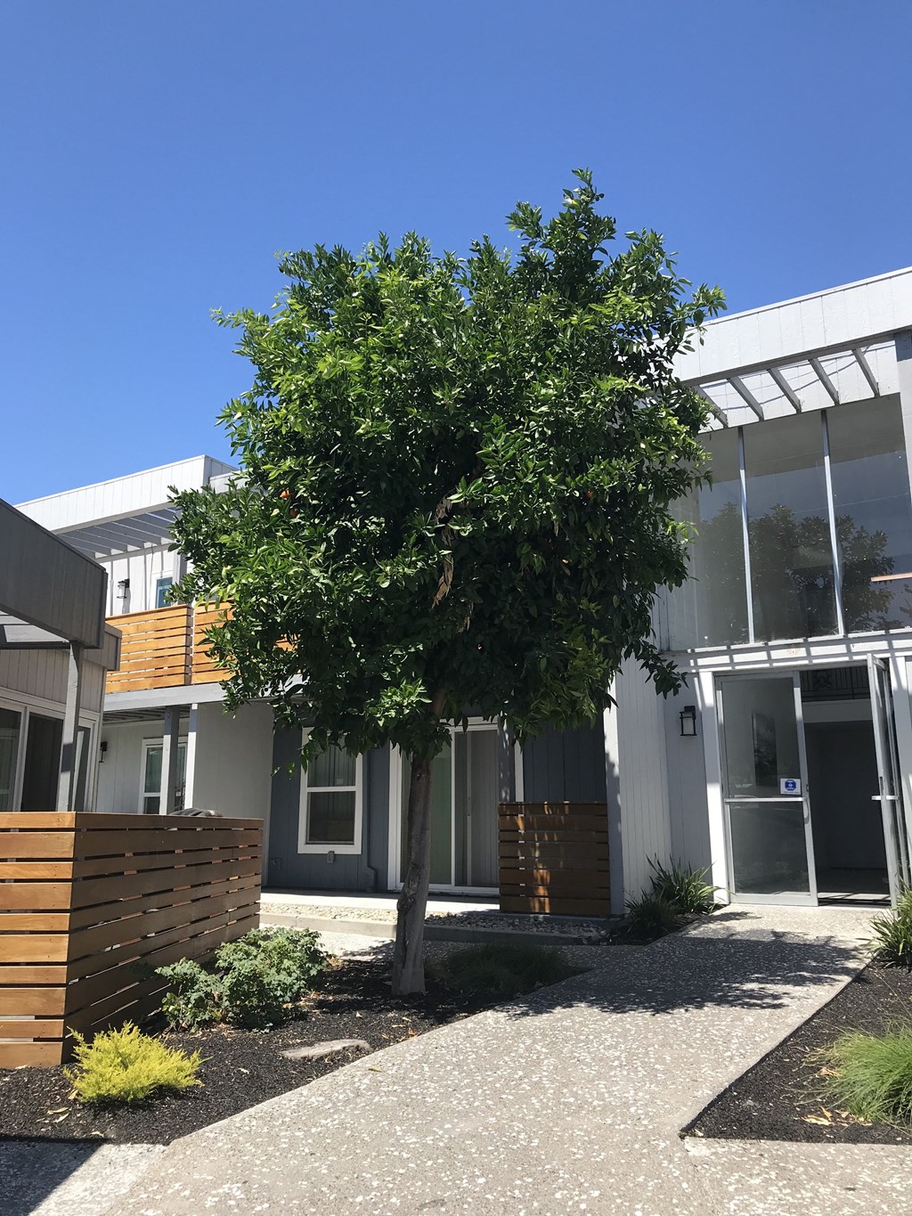 a tree in front of a building