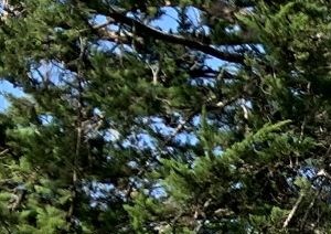 Shearwater a green house and a tree on a hill