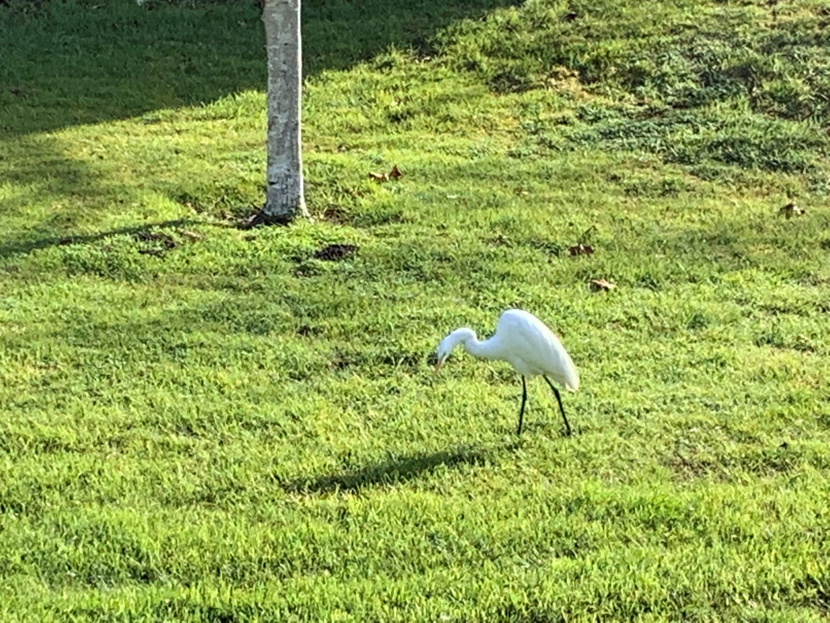 a white bird standing in the grass next to a tree
