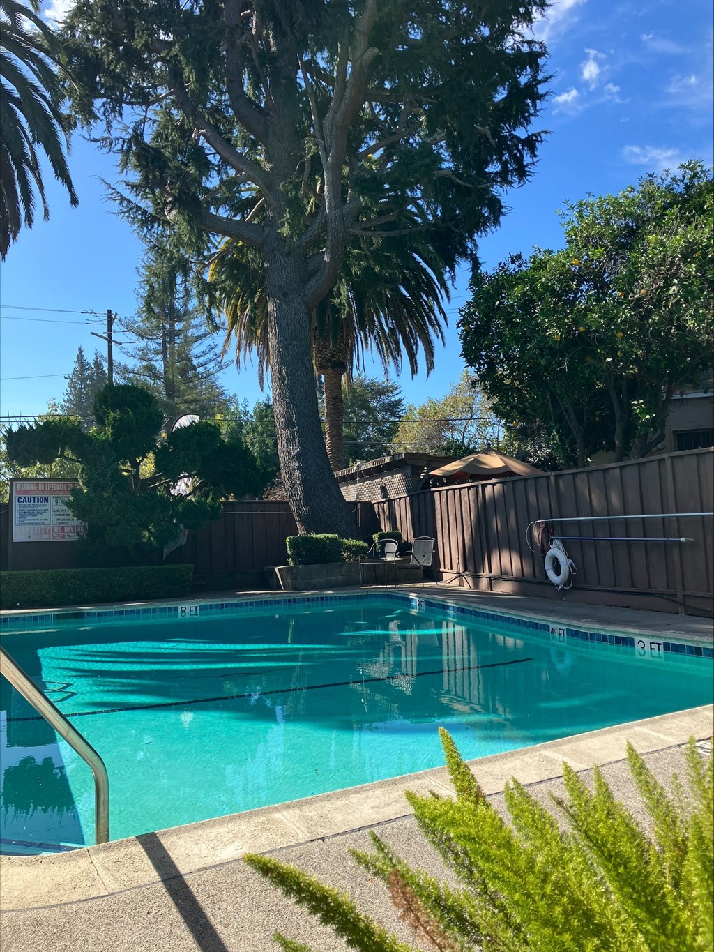 a swimming pool in a backyard with a palm tree