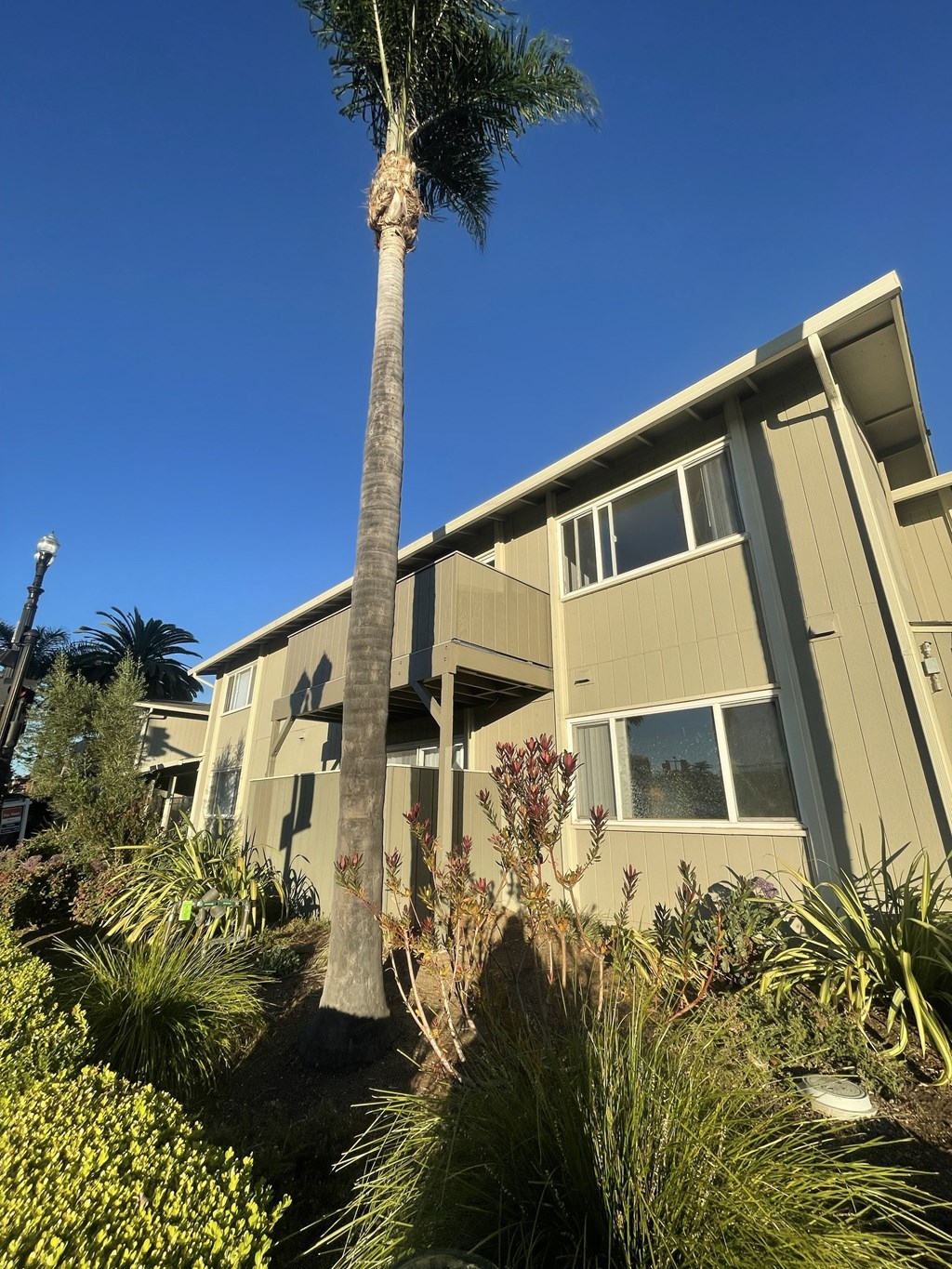 A tall palm tree stands in front of a beige building with a clear blue sky in the background.