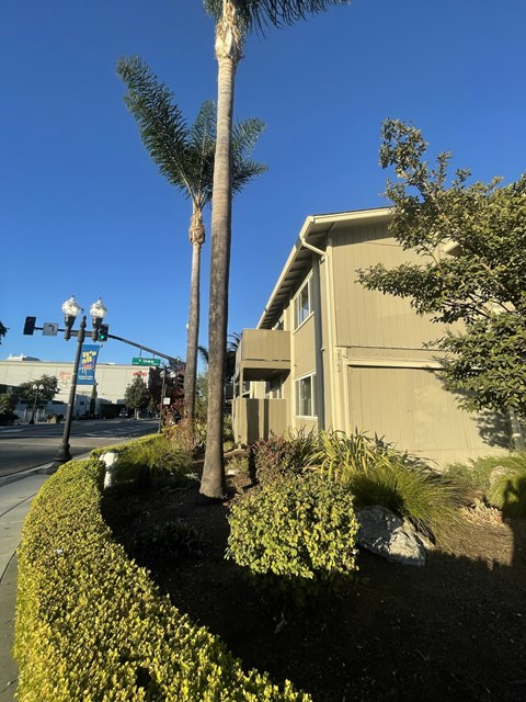 A house with a palm tree in front of it.
