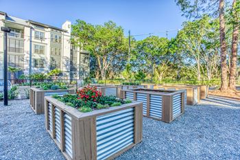 a community garden with wooden planters and trees and buildings in the background at The Beck at Hidden River, Tampa, FL, 33637