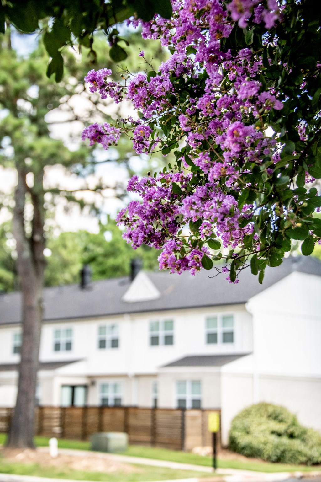 Purple flowers hanging from a tree in front of a white house.