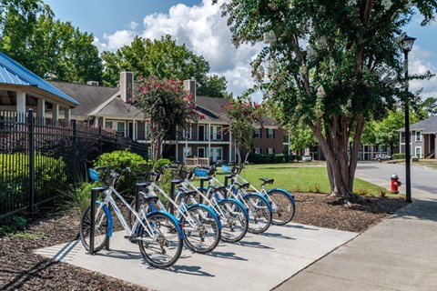 A row of bicycles are parked in front of a tree.
