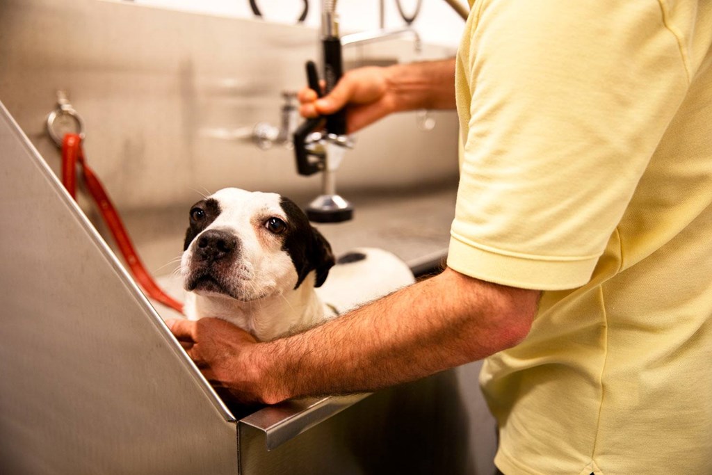 A dog is getting a haircut from a person in a yellow shirt.