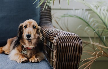 Dog on chair
