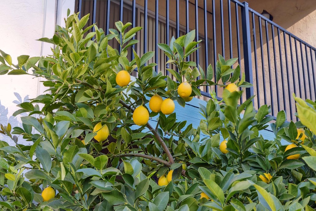 Diablo Pointe Apartments