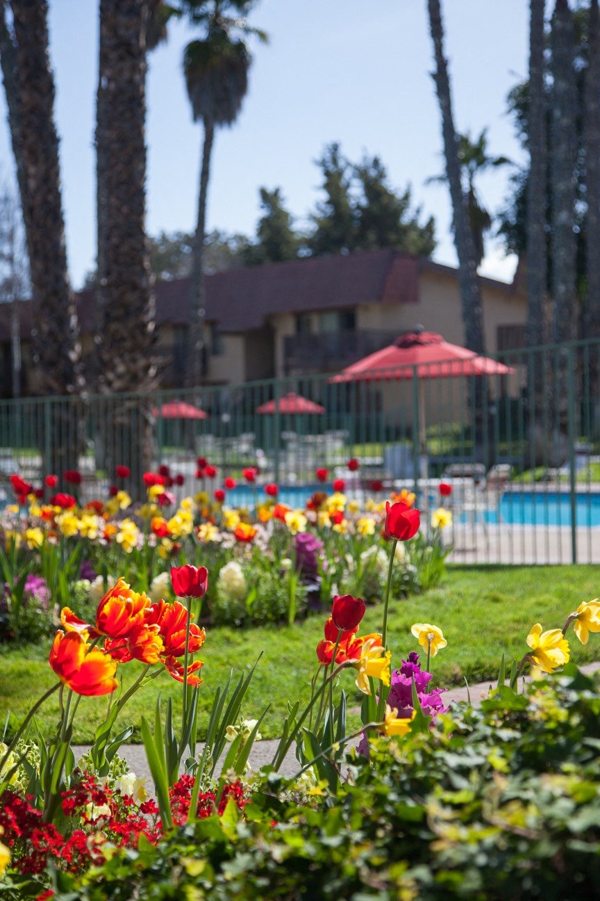 Beautiful Garden In Courtyard at Valley West, San Jose, 95122