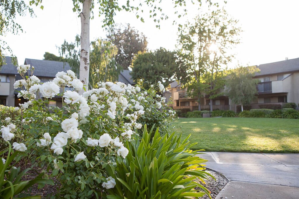 Beautiful Flowers In Garden at Carrington Apartments, Fremont, California