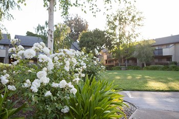 Beautiful Flowers In Garden Beautiful Flowers In Garden at Carrington Apartments, Fremont, California - Photo Gallery 4