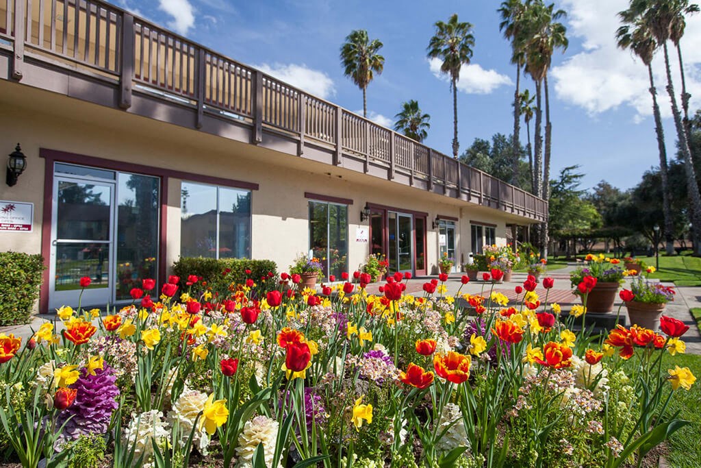 Beautiful Flowers at Valley West, California