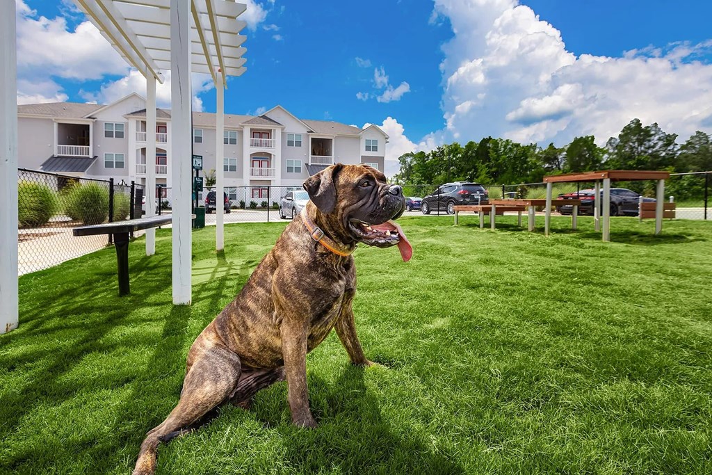 A dog with a collar is sitting on the grass.
