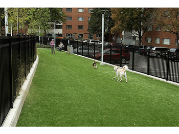 Dog-park at The Blairs, Silver Spring, MD, 20910