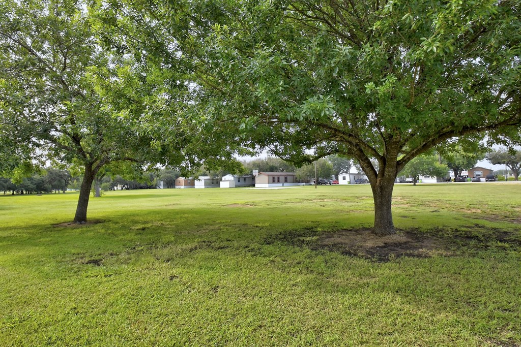 Green Background with large trees at Country Oaks, San Antonio, TX, Texas, 78253