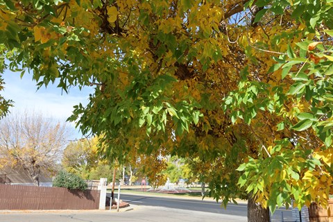 Tree with yellow-green leaves at Pioneer Park Apartments, Green River, WY