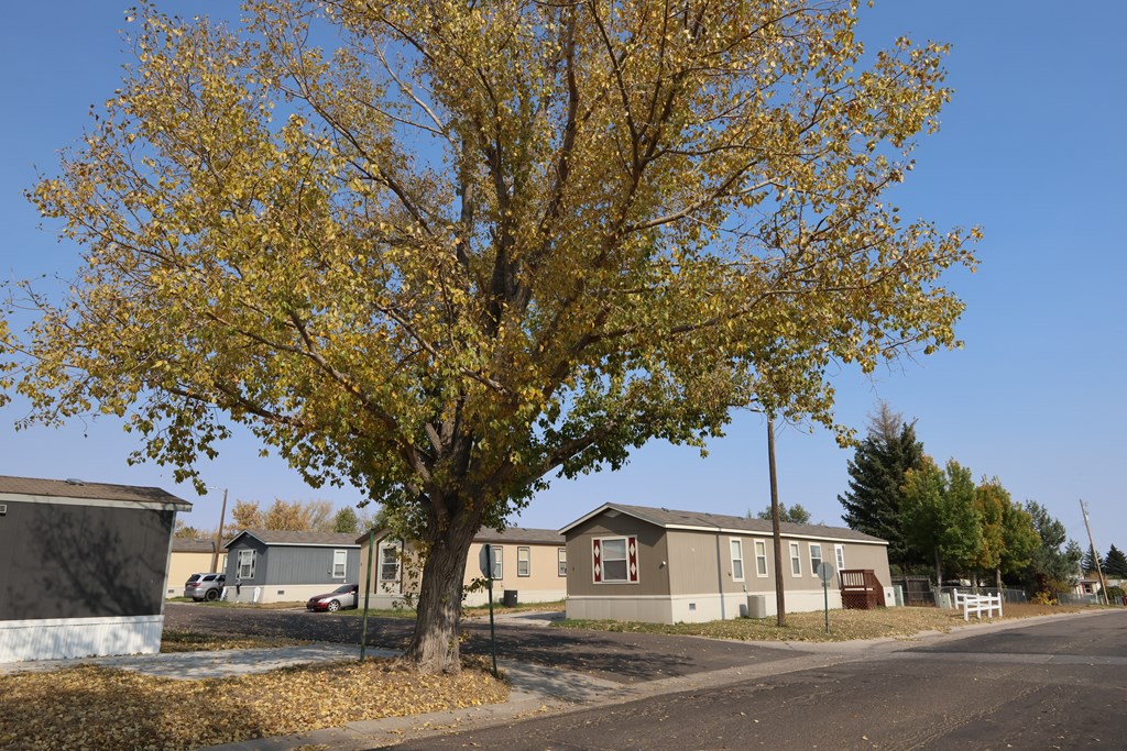 A tree with yellow leaves stands in front of a building.