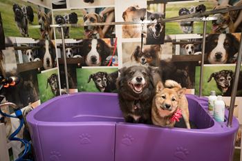 Pet room 3 at Artisan Twickenham Square, Huntsville, AL