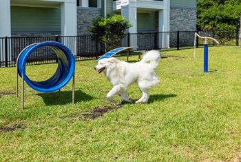 a small white dog running through a playground at The Addison on Long Bayou Apartments, Seminole, FL, 33772
