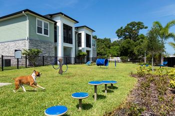 a dog running through a yard with frisbees at The Addison on Long Bayou Apartments, Florida, 33772