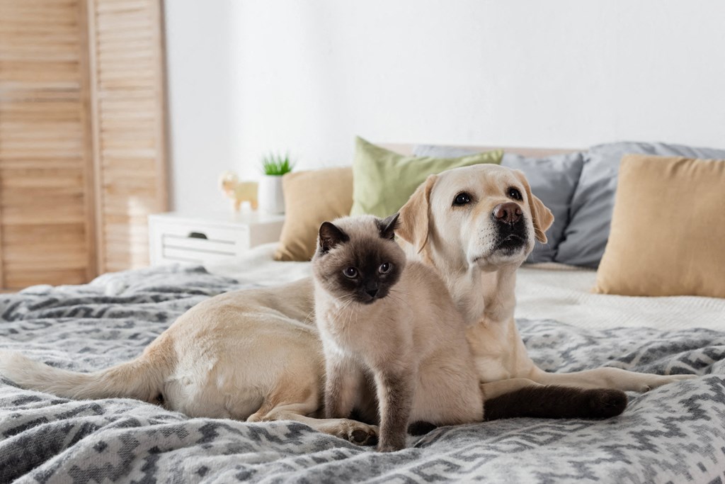 a dog and a cat sitting on a bed