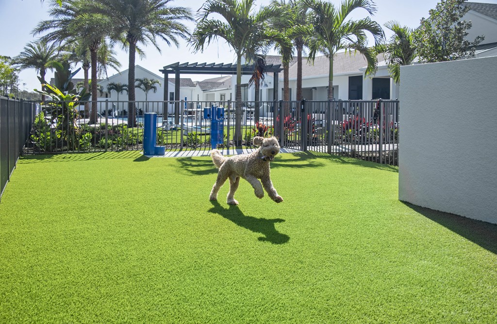 a dog jumping in the air to catch a frisbee in a dog park at Odyssey, Fort Myers