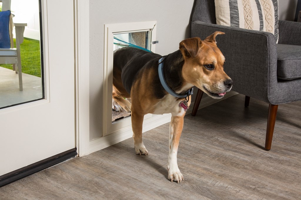 a dog standing next to a door in a living room