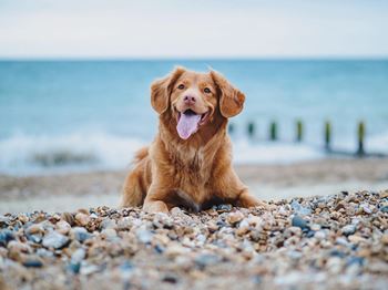 a dog laying on a beach with the ocean in the background