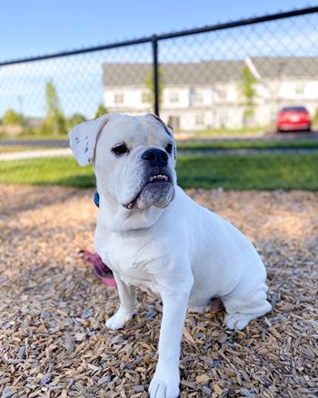 a white dog sitting on a baseball field
