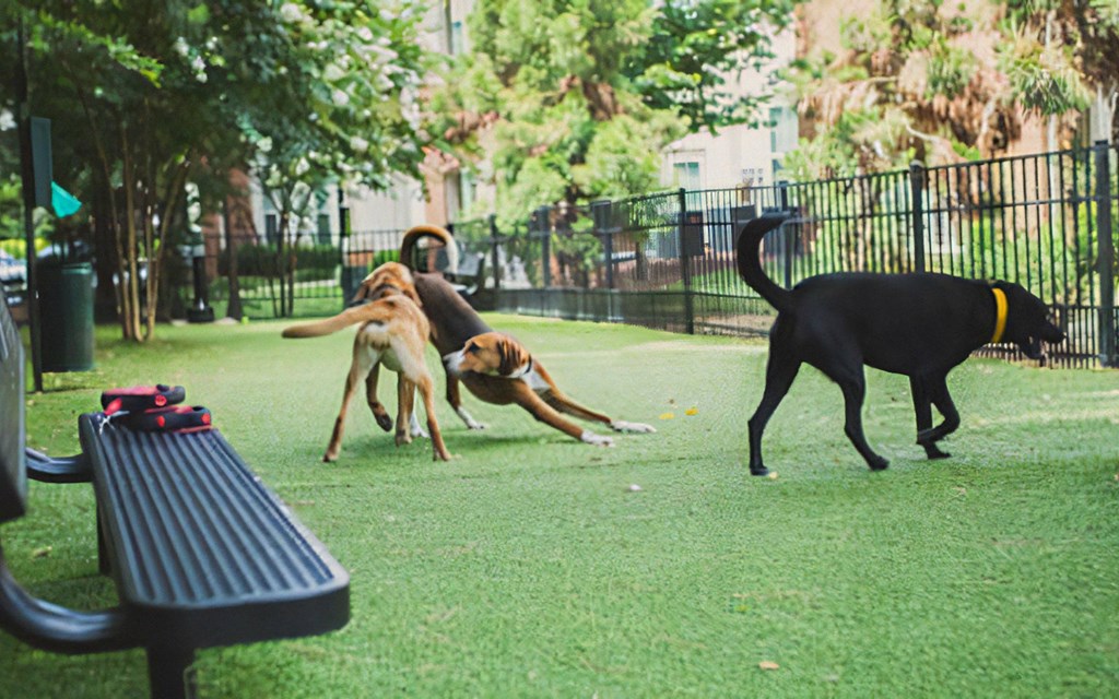Dogs Running In Dog Park