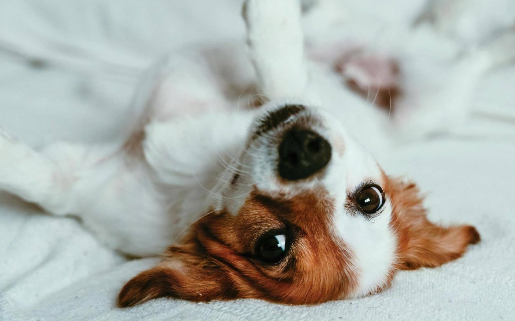 Amerige Pointe Pet Policy Dog Laying Upside Down