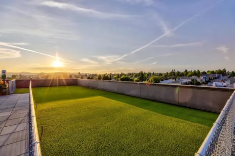 Rooftop dog run with artificial turf inside a fenced enclosure, with Ballard rooftops and trees beyond at sunset.