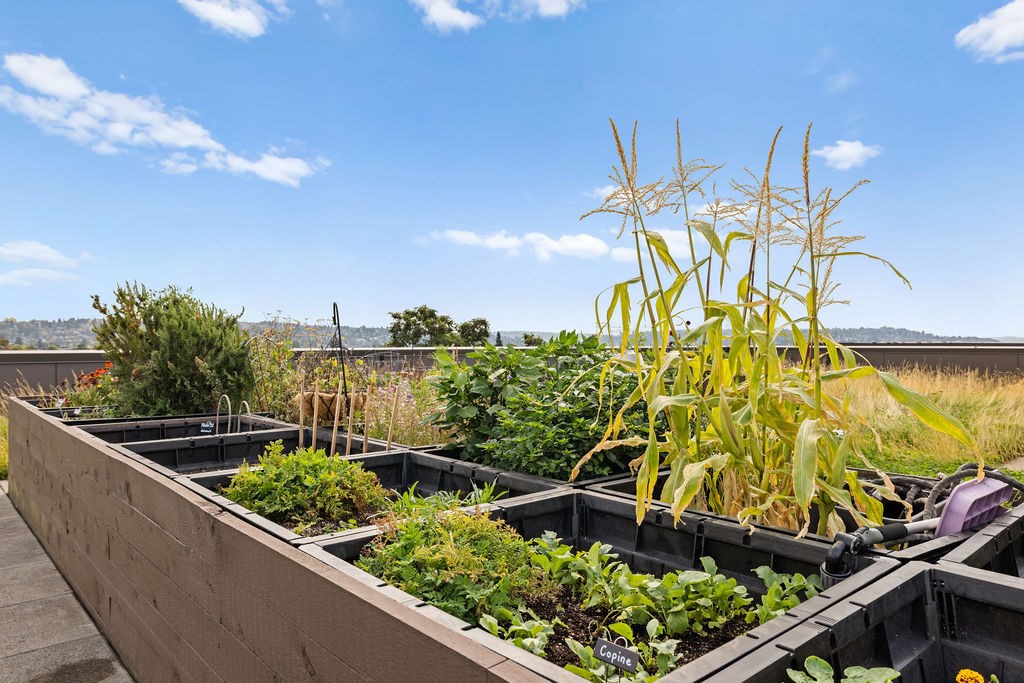 A garden with a blue sky and clouds in the background.