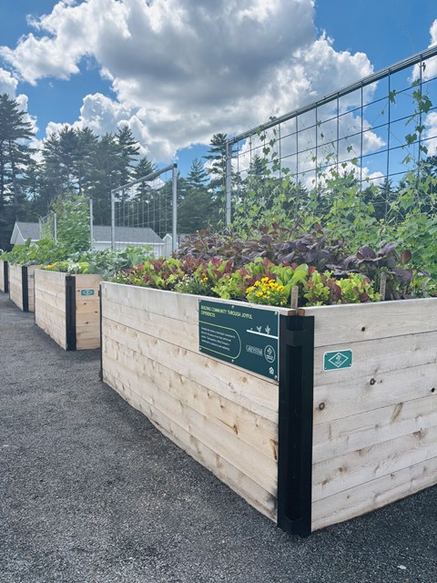 A row of wooden planters with green plants growing in them.
