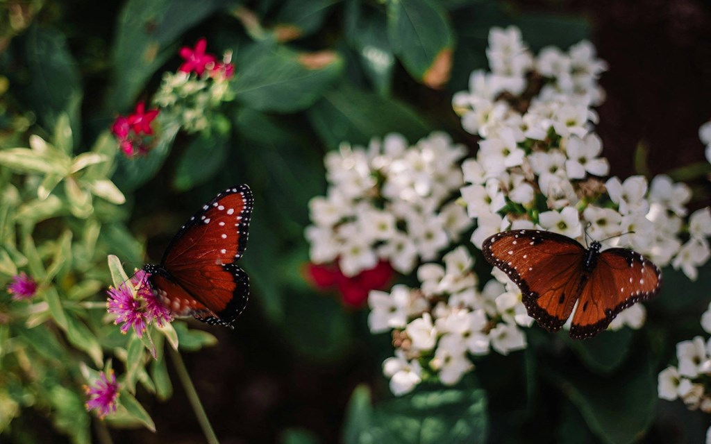 Beautiful Butterflies at Butterfly Wonderland