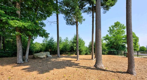 A group of trees in a field with a rock in the middle.