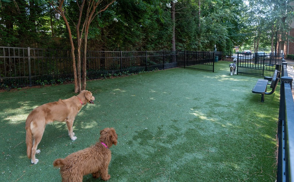 Pet-Friendly Community Dog Park with Open Space for Play