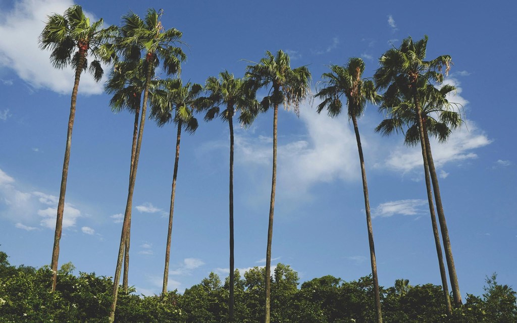 Tropical Vibes Surround Life at Enders Place at Baldwin Park