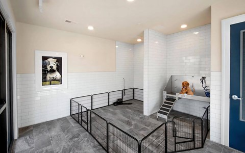 Dog Spa